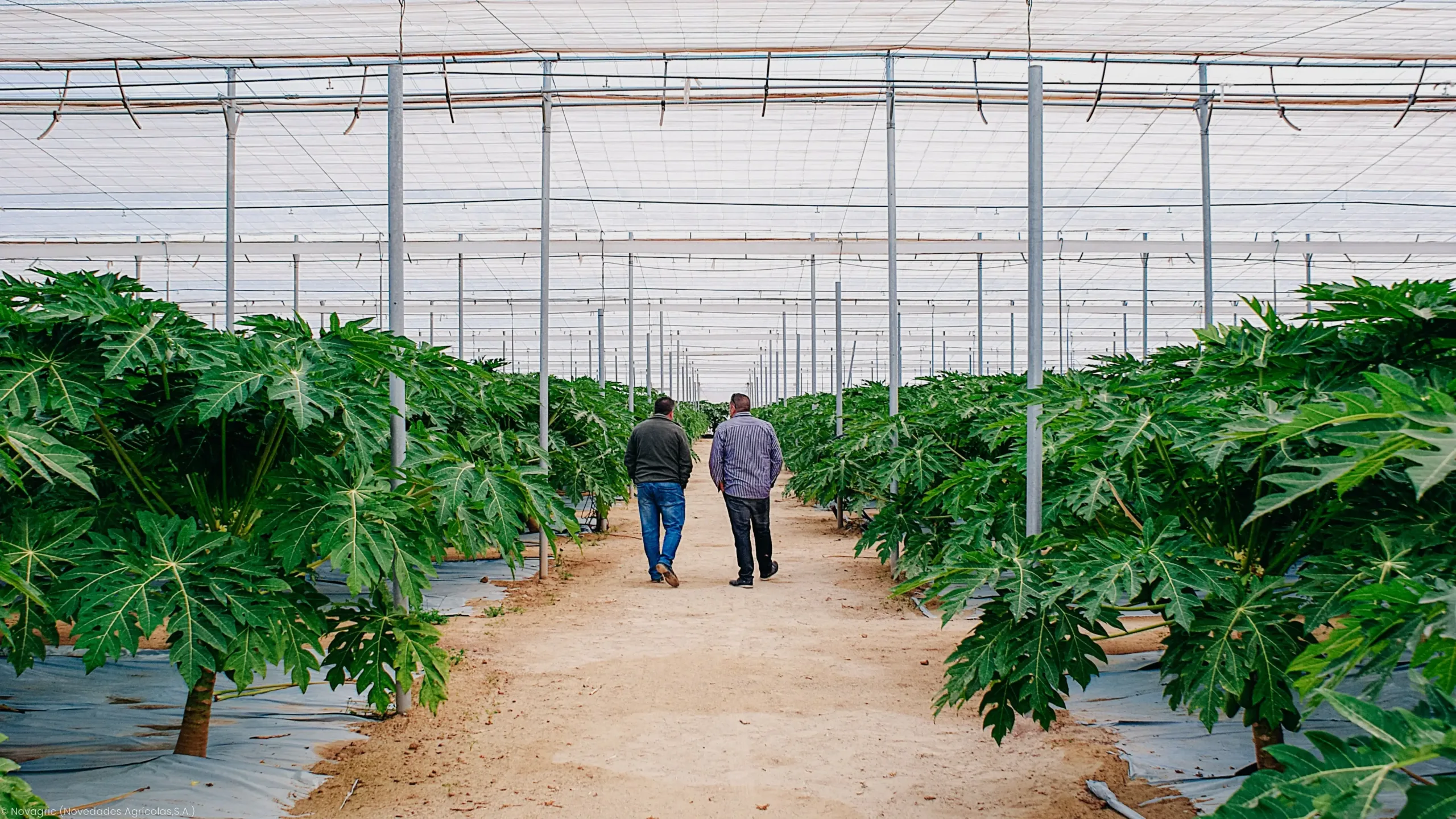 Agricultores de Papaya en Alemeria