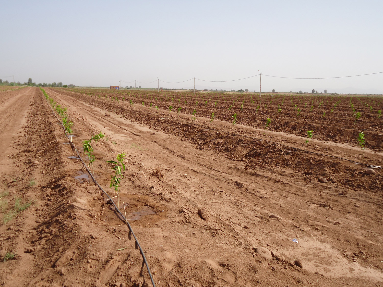 Novagric ejecutó un proyecto de invernaderos semilleros para Syngenta en Marruecos, equipados con tecnología avanzada para la producción profesional de variedades de semillas.
