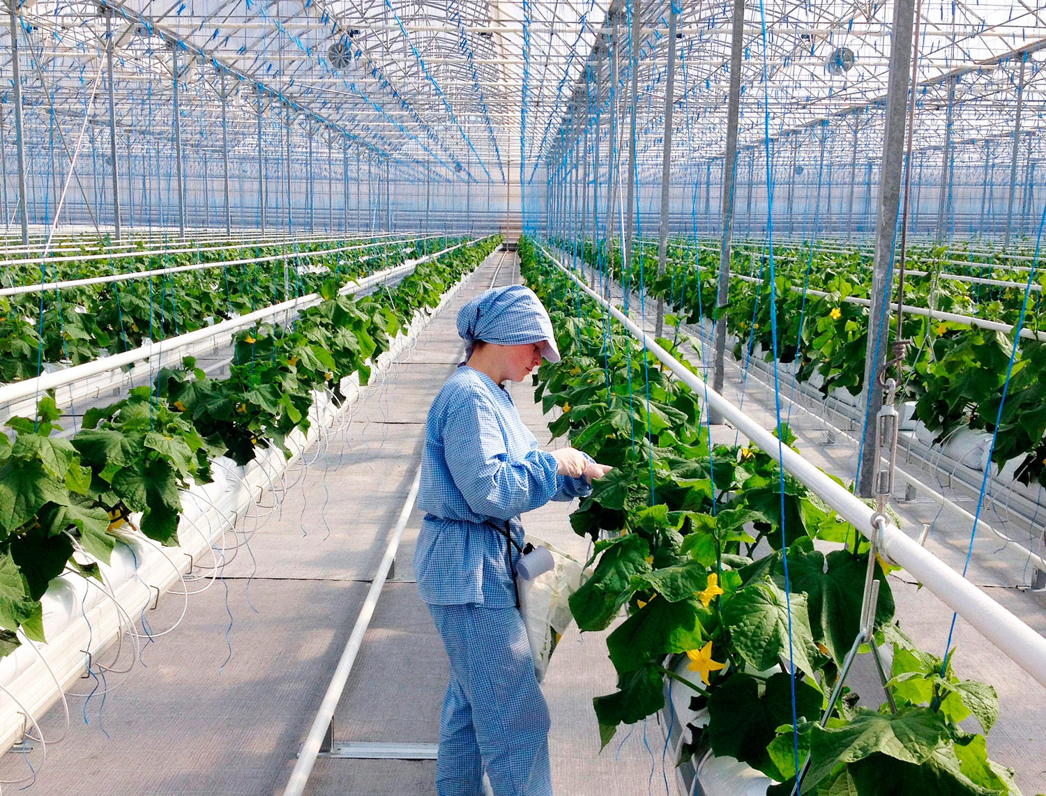 Novagric ejecutó un ambicioso proyecto completo de invernaderos tecnológicos en Turquía para la producción hidropónica de tomate de alto rendimiento.