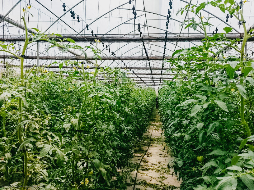 Novagric completó un proyecto de invernaderos multitúnel en Nigeria, equipados para producir hortalizas. Incluye asesoramiento técnico-agronómico en la finca para optimizar el rendimiento de los cultivos.