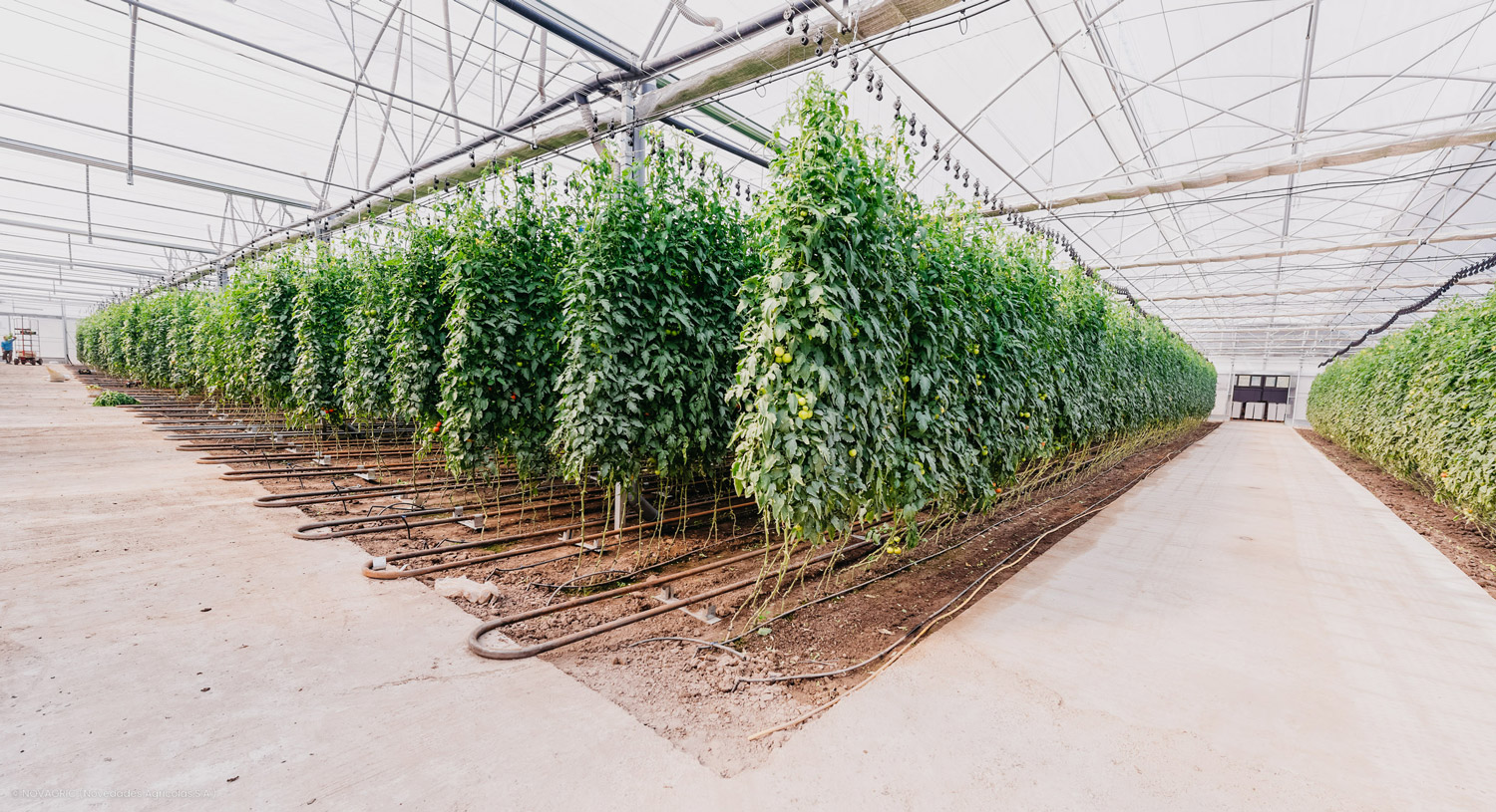 Novagric ejecutó un ambicioso proyecto de invernaderos tecnológicos en Rumanía, equipados para la producción profesional de hortalizas como tomate, brasicas y pimiento.