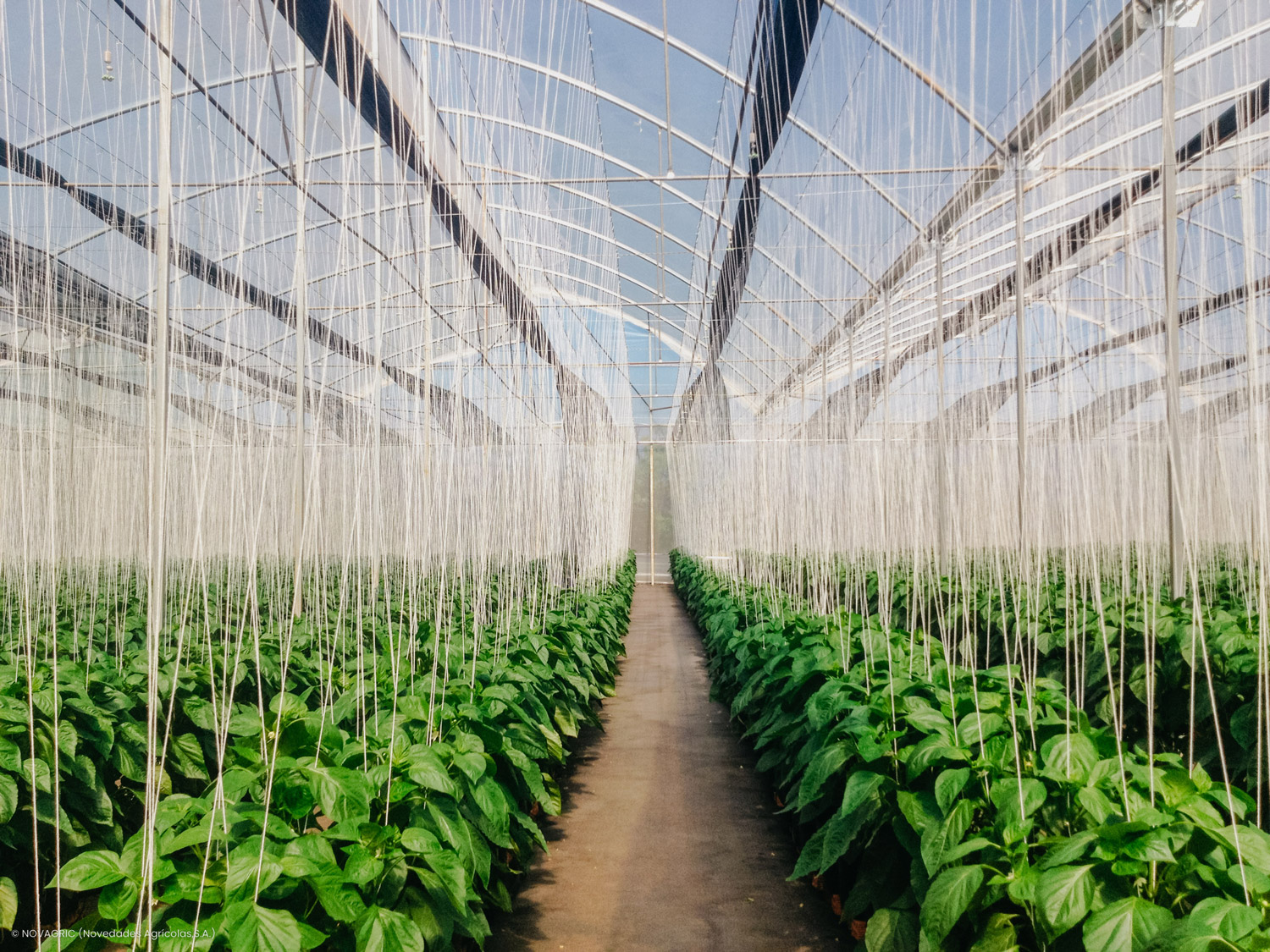 Novagric implementó un proyecto de invernaderos tropicales con equipamiento tecnológico avanzado para el cultivo de pimiento en Vietnam.