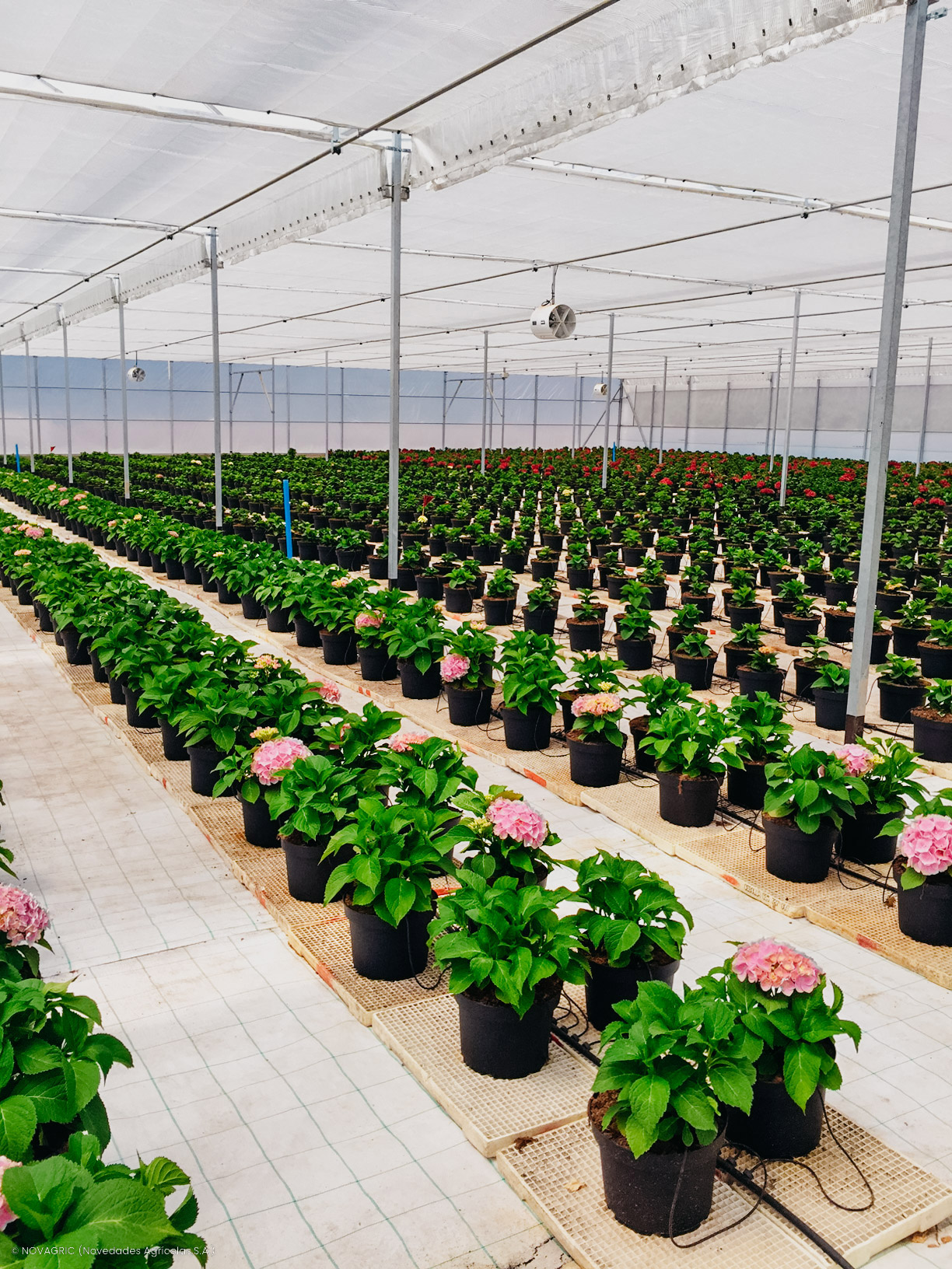 Novagric implementó invernaderos avanzados para la producción y exportación de hortensias hidropónicas en Chile, con control de clima y fertirriego.
