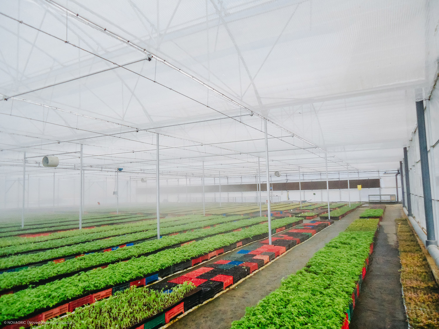 Novagric desarrolló un proyecto de invernadero semillero tecnológico en Marruecos para la producción profesional de frutos rojos.