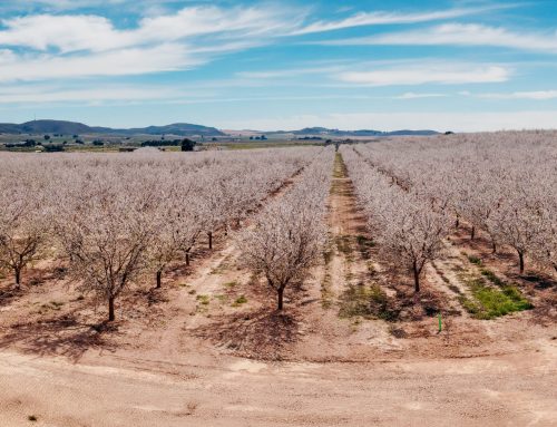 Riego de Almendro intensivo: guía práctica de diseño y manejo