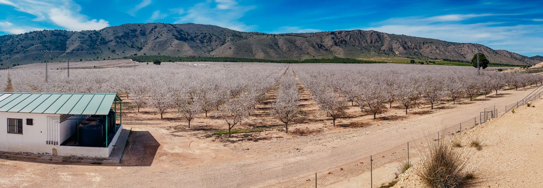 almendro-intensivo-3