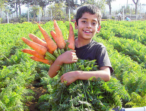 Novagric desarrolla Proyectos Agrícolas Solidarios